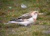 Snow Bunting at Shoebury Coastguards (Steve Arlow) (64463 bytes) Snow Bunting at Shoebury Coastguards (Steve Arlow) (64463 bytes)
